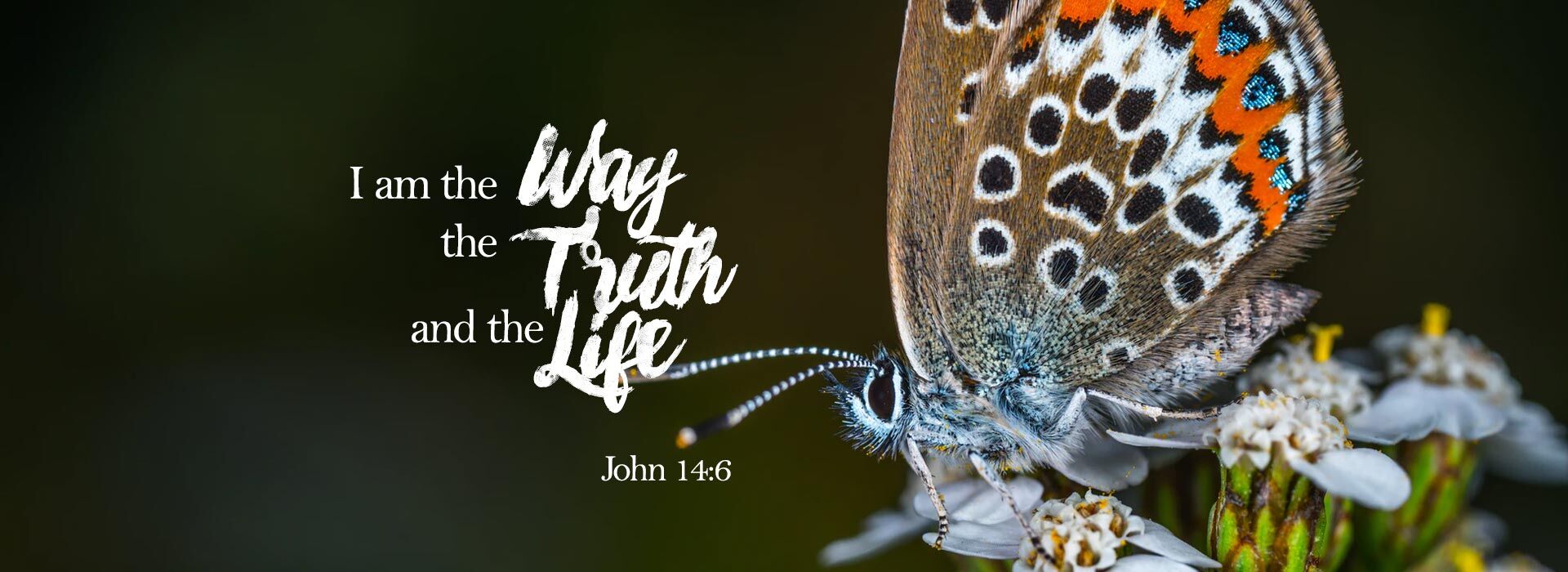 Fifth Sunday of Easter ~ 3rd May 2026