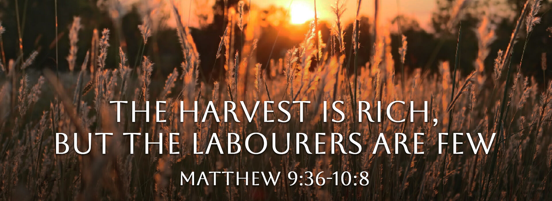 Eleventh Sunday in Ordinary Time ~ 14th June 2026